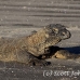 dragon_komodo_hsb_rinca_h_0972_kom2749.jpg